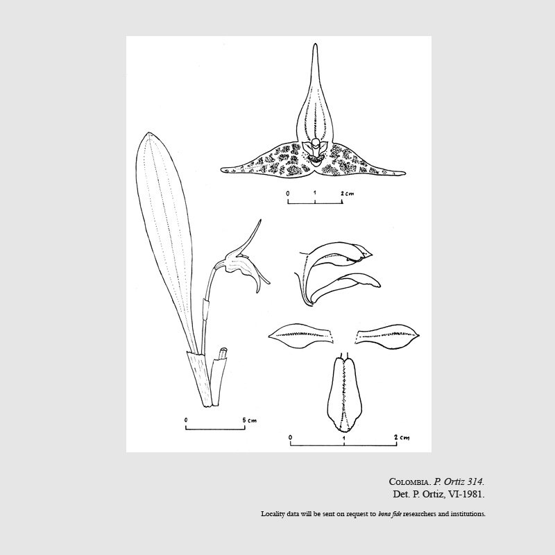 Masdevallia sumapazensis